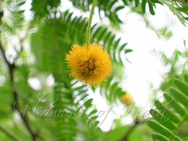 Mimosa Bush
